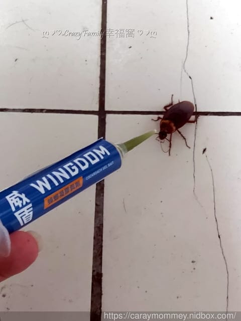 □■威盾WINGDOM蟑螂凝膠餌劑■□ 小強OUT,一同守護家庭健康環境 - 第7張圖 □■威盾WINGDOM蟑螂凝膠餌劑■□ 小強OUT,一同守護家庭健康環境