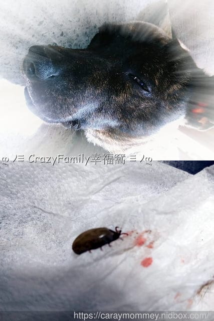 獸醫師以預防醫學為出發點的專業品牌 ☆ 嬌寵醫生 ☆ 寵愛自己的愛寵 - 第7張圖 獸醫師以預防醫學為出發點的專業品牌 ☆ 嬌寵醫生 ☆ 寵愛自己的愛寵