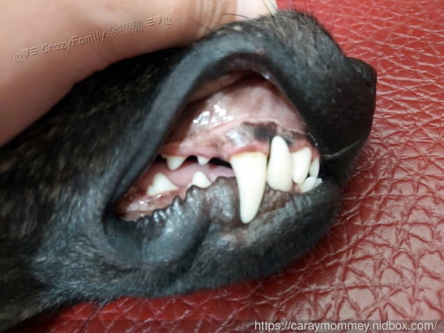 獸醫師以預防醫學為出發點的專業品牌 ☆ 嬌寵醫生 ☆ 寵愛自己的愛寵 - 第5張圖 獸醫師以預防醫學為出發點的專業品牌 ☆ 嬌寵醫生 ☆ 寵愛自己的愛寵
