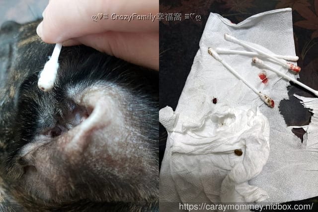 獸醫師以預防醫學為出發點的專業品牌 ☆ 嬌寵醫生 ☆ 寵愛自己的愛寵 - 第9張圖 獸醫師以預防醫學為出發點的專業品牌 ☆ 嬌寵醫生 ☆ 寵愛自己的愛寵