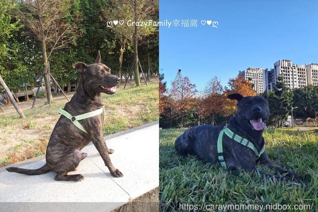 比穀物更有營養的Farmina法米納天然藜麥無穀機能犬用飼料 - 第12張圖 比穀物更有營養的Farmina法米納天然藜麥無穀機能犬用飼料