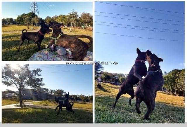 比穀物更有營養的Farmina法米納天然藜麥無穀機能犬用飼料 - 第14張圖 比穀物更有營養的Farmina法米納天然藜麥無穀機能犬用飼料