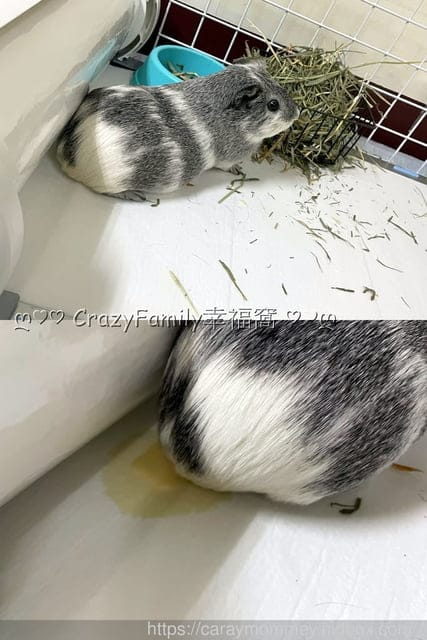 讓清理寵物排泄事半功倍的POOPOUT 三秒清潔寵物便盆