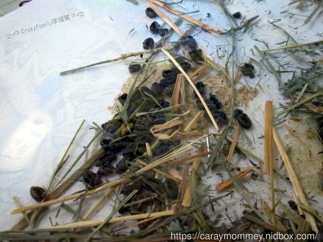 讓清理寵物排泄事半功倍的POOPOUT 三秒清潔寵物便盆
