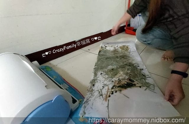 讓清理寵物排泄事半功倍的POOPOUT 三秒清潔寵物便盆