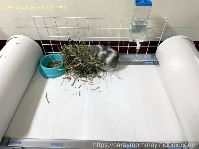 讓清理寵物排泄事半功倍的POOPOUT 三秒清潔寵物便盆