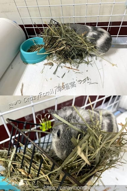 讓清理寵物排泄事半功倍的POOPOUT 三秒清潔寵物便盆