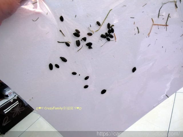 讓清理寵物排泄事半功倍的POOPOUT 三秒清潔寵物便盆