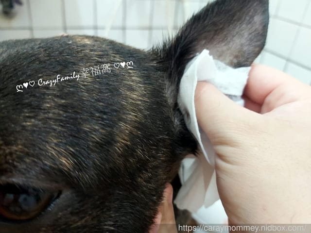 臭臭耳掰掰,愛毛孩就要用【臭味滾】無香低敏日常潔耳液,搭配除臭抑菌濕紙巾更easy - 第6張圖 臭臭耳掰掰,愛毛孩就要用【臭味滾】無香低敏日常潔耳液,搭配除臭抑菌濕紙巾更easy