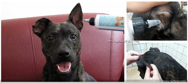 臭臭耳掰掰,愛毛孩就要用【臭味滾】無香低敏日常潔耳液,搭配除臭抑菌濕紙巾更easy - 第5張圖 臭臭耳掰掰,愛毛孩就要用【臭味滾】無香低敏日常潔耳液,搭配除臭抑菌濕紙巾更easy