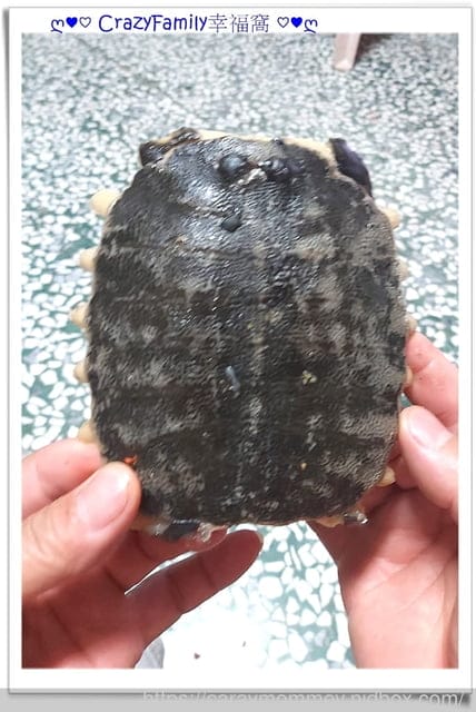 學校未必會教的事！從生活學知識『鱉』