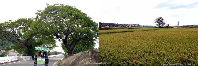 農遊西湖 ❧ 苗栗湖東休閒農業區