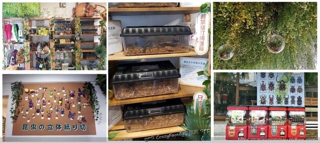 ♡ 親子餐廳饗樂趣 ♡ 【士林芝山】具有教育涵養、友善環境、美味餐點の甲蟲秘境 親子餐廳