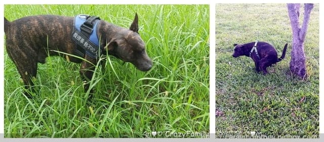 卡娜芙評價、卡娜芙狗飼料評價、加拿大飼料品牌推薦、加拿大寵物糧推薦、加拿大狗飼料推薦、發芽種子飼料、高適口性無穀狗飼料推薦、寵物無穀飼料推薦、無穀低敏飼料開箱、狗腸胃保健飼料分享、Carna4卡娜芙、加拿大寵物糧推薦、狗狗腸胃保健乾糧、卡娜芙品牌形象大使-成晞chance、新生代男神成晞、狗飼料推薦、發芽種子、加拿大Carna4卡娜芙‧狗狗-腸胃保健-易嚼鹿肉、加拿大天然飼料、無合成添加物、發芽種子的好處
