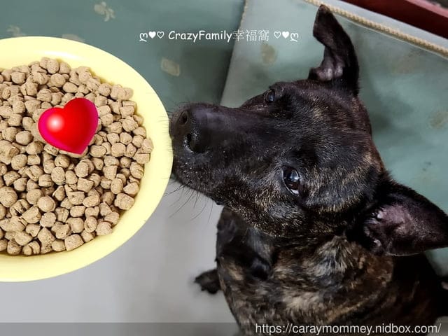 卡娜芙評價、卡娜芙狗飼料評價、加拿大飼料品牌推薦、加拿大寵物糧推薦、加拿大狗飼料推薦、發芽種子飼料、高適口性無穀狗飼料推薦、寵物無穀飼料推薦、無穀低敏飼料開箱、狗腸胃保健飼料分享、Carna4卡娜芙、加拿大寵物糧推薦、狗狗腸胃保健乾糧、卡娜芙品牌形象大使-成晞chance、新生代男神成晞、狗飼料推薦、發芽種子、加拿大Carna4卡娜芙‧狗狗-腸胃保健-易嚼鹿肉、加拿大天然飼料、無合成添加物、發芽種子的好處