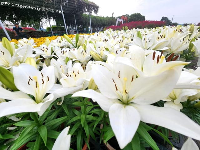 折價券、中社觀光花市、台灣好行、台灣好行微笑套票、微笑套票、旅程體驗券、愜意生活之旅、888后豐線、台中觀光公車、台中百年景點、、台中豐后探索之旅、台灣好行豐后線、888豐后線、豐后線888、臺中888豐后線、台中豐后線888、臺中好好玩、大玩臺中、大玩台中、台中觀光旅遊網、微笑臺中、搭好行微笑台中、觀光巴士、觀光公車、台中觀光巴士、巴士觀光、火車觀光、火車旅遊、泰安火車站、旅遊觀光、中社旅遊、旅遊中社、觀光旅遊、觀光旅遊台中、台中觀光旅遊、台中觀光旅遊路線