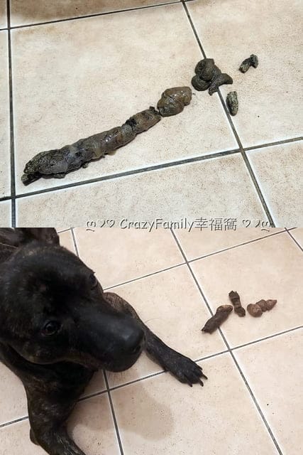 歸毛家族評價、排毛寶、機能保健、腸胃保健、歸毛家族、全齡犬貓適用、Good寶系列、Good寶寵物保健品、寵物保健品、寵物保健品推薦、推薦寵物保健品、Good寶系列寵物保健品排毛寶、寵物排毛寶、歸毛家族寵物排毛寶、寵物用品、毛球症、寵物毛球症、Good寶寵物機能保健、Good寶寵物機能、排毛