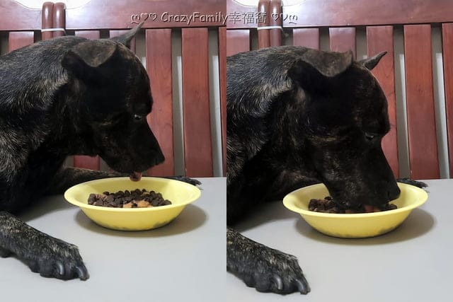 狗鮮食罐開箱【Terra Canis 醍菈鮮廚】高適口性無穀犬罐