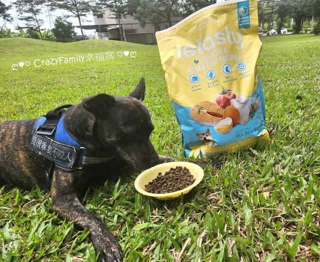 寵物飼料推薦、推薦寵物飼料、狗飼料、無穀飼料、鮮樂嚐評價、鮮樂嚐飼料接受度、挑食狗飼料品牌、腸胃不好飼料開箱、狗飼料開箱、開箱狗飼料、日常保健狗糧推薦、開箱狗糧、狗糧開箱、添加益生菌狗糧分享、適口性好狗飼料開箱、挑嘴狗評價飼料分享、開箱平價犬用飼料、開箱平價狗飼料、開箱犬用飼料、敏感狗狗飼料怎麼買、平價好入手飼料、專為狗貓腸胃設計、高CP值飼料、高CP值狗飼料、高CP值犬用飼料、寵糧、開箱寵糧、寵糧開箱