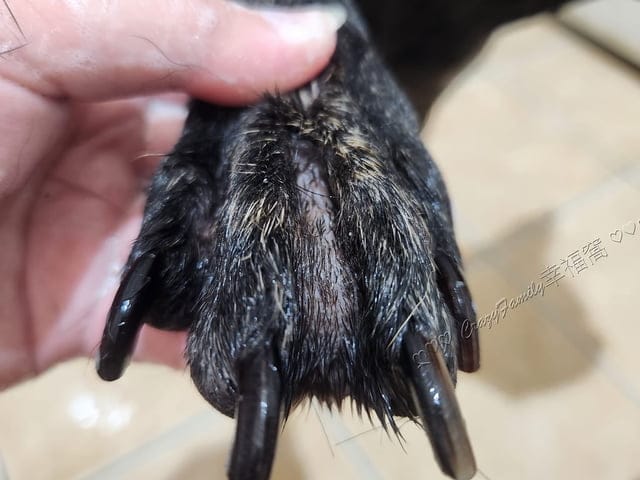 可沛寵藥、絲胺植萃、寵物沐浴乳、可沛寵藥評價、絲胺植萃評價、絲胺植萃好用嗎、修護寵物沐浴乳分享、寵物沐浴乳怎麼選、嗅覺友好寵物沐浴乳、保濕寵物沐浴乳分享、植萃寵物沐浴乳分享、驅蟲寵物沐浴乳分享、溫和寵物沐浴乳分享、好聞的寵物沐浴乳分享、狗夠沐浴乳分享、貓咪沐浴乳分享