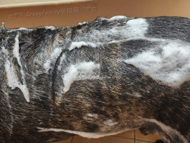 寵物好物 ∞ 加拿大寵物消臭專家Purodora 純朵拉讓舒適清新維護家人及愛寵