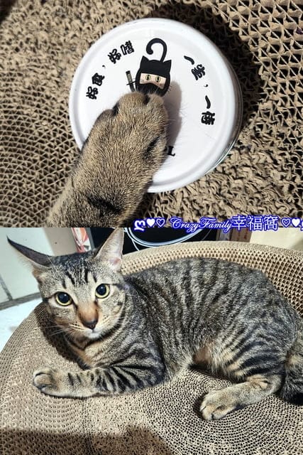 寵物食品分享￠貓侍Catpool X 花花動物醫院 泥狀每日均衡主食罐分享
