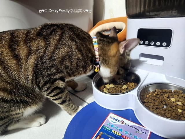 凍乾貓糧開箱 ∞ 營養提升維持最佳健康【八犬寵物】紐崔斯頂級黑鑽無穀貓糧+凍乾