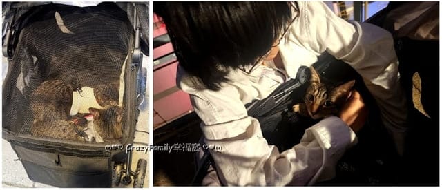 寵物推車開箱分享【Petique百嬌客】多功能Dynamic高鐵小巴